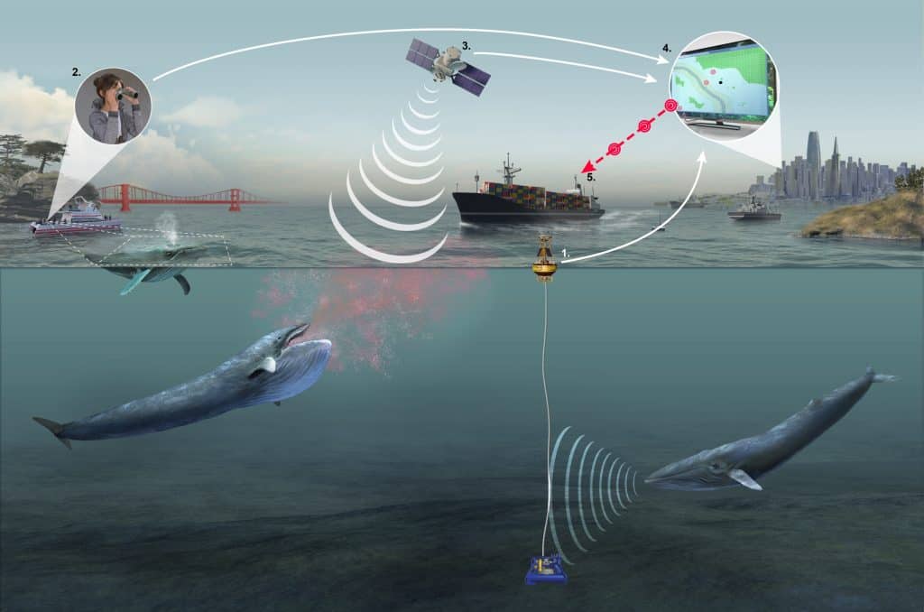 An Underwater Microphone in the Pacific Ocean is Helping Prevent Whale-Ship Collisions