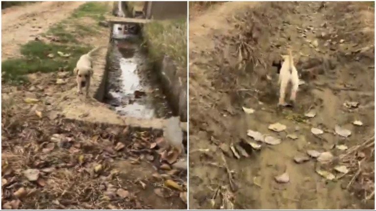 Adorable Chase Ensues as Puppy Steals Vlogging Mic from Kid