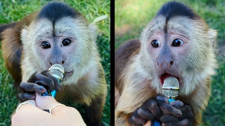 Why is a Wildlife Rehabilitator Interviewing Animals with a Tiny Microphone?
